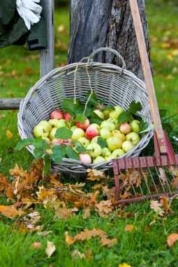 Applegarden2