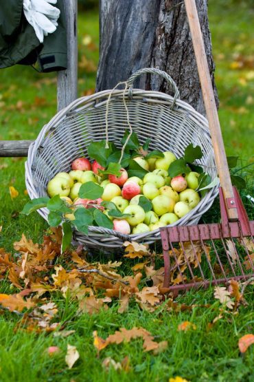 Applegarden2