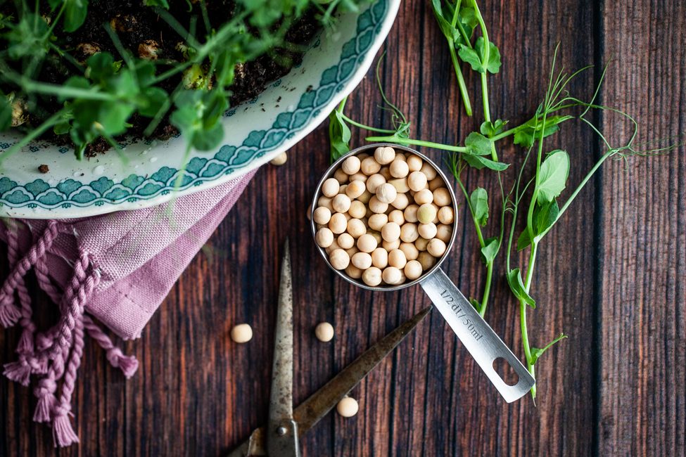 odla ärtskott hemma