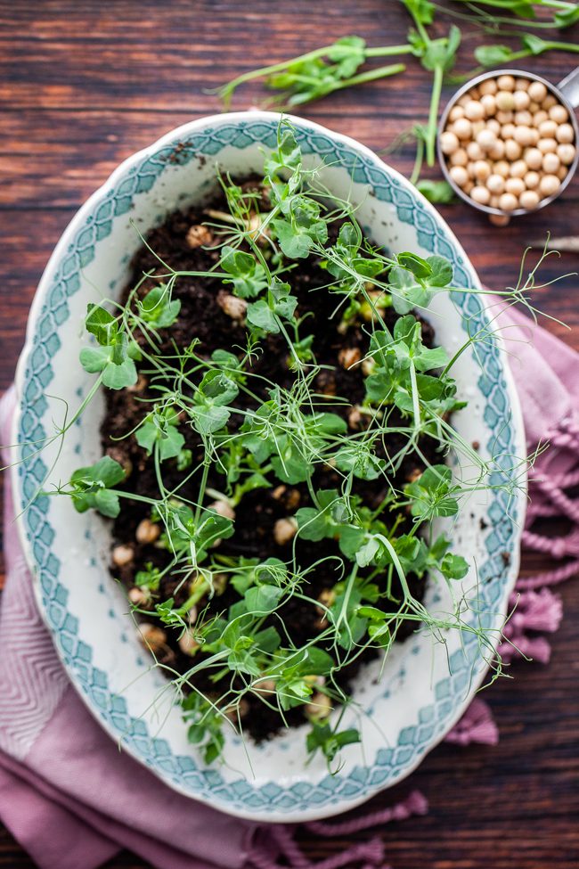 odla ärtskott hemma